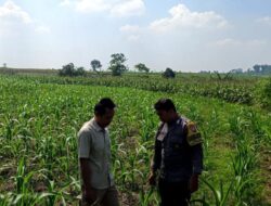 Polsek Grabagan Polresta Tuban Turun Langsung Cek Tanaman Jagung Warga