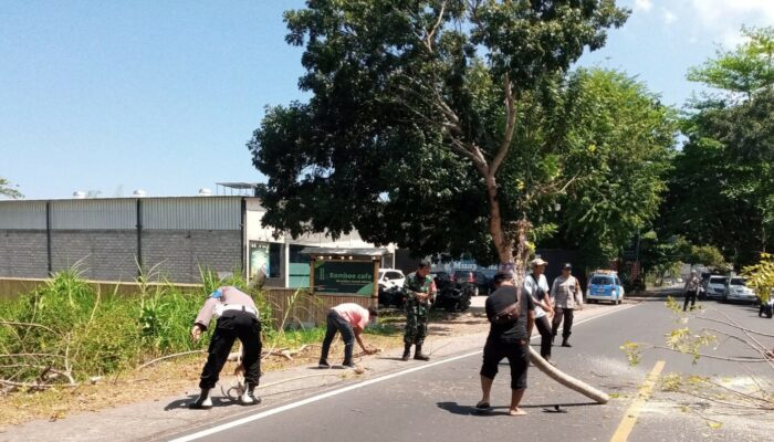 Sinergi Polsek dan Warga, Antisipasi Pohon Tumbang di Senggigi