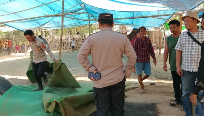 Kapolsek Rastim Pimpin Langsung Penggerebekan Judi Sabung Ayam di Wilayah Hukum Setempat