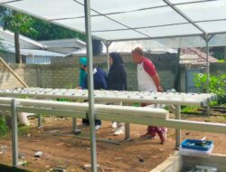 Berkebun di Pekarangan, Meningkatkan Ketahanan Pangan Desa