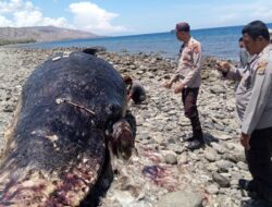 Polsek Wera Evakuasi Bangkai Paus Sperma Terdampar di Pantai Nangawera