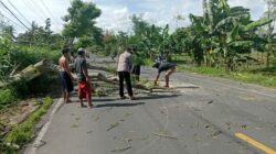 Polres Loteng Evakuasi Pohon Tumbang Halangi Arus Lalu Lintas.