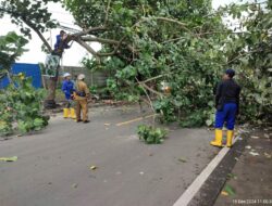 Polisi Atur Lalu Lintas Saat Penebangan Pohon di Lembar: Demi Keamanan Pengguna Jalan