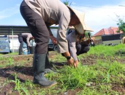 Polres Lombok Utara dan Dinas Pertanian Gelar Pemupukan Perdana untuk Ketahanan Pangan