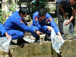 Dukung Program Ke 2 Asta Cita Presiden RI : Satpolairud Polres Dompu Laksanakan Penebaran Bibit Ikan Nila Perdana Di Desa Matua