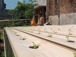 Bhabinkamtibmas Polsek Rasanae Barat Tinjau Perkembangan Tanaman Hidroponik di Kelurahan Monggonao