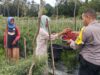 Pemantauan Pengolahan Lahan Pekarangan dalam Mendukung Ketahanan Pangan Nasional