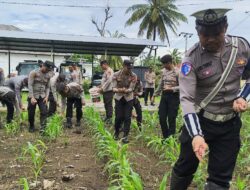 Polres Lombok Utara Kembali Gelar Pemupukan ke 2 Program Asta Cita Ketahanan Pangan