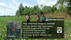 Polri Pantau Lahan Jagung di Desa Bakajaya untuk Dukung Ketahanan Pangan Nasional