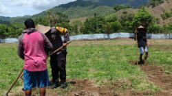 Bhabinkamtibmas Polsek Lambu Pantau Lahan Pangan Bergizi untuk Dukung Ketahanan Pangan Nasional