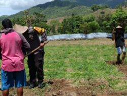 Bhabinkamtibmas Polsek Lambu Pantau Lahan Pangan Bergizi untuk Dukung Ketahanan Pangan Nasional