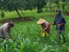 Pemupukan Jagung Bersama Warga, Polsek Manggelewa Dukung Program Ketahanan Pangan Nasional