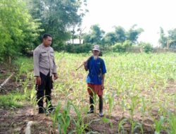 Bhabinkamtibmas Desa Lepadi Dukung Ketahanan Pangan Nasional melalui Edukasi Pertanian