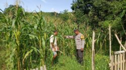 Polsek Seteluk Dukung Program Ketahanan Pangan, Pantau Perkembangan Tanaman Jagung Warga