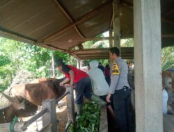 Bhabinkamtibmas Desa Senayan kawal petugas peternakan antisipasi Penyakit Mulut dan Kuku pada ternak