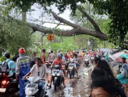 Dengan Sigap Anggota Polsek Pemenang Evakuasi Pohon Tumbang di Wilayah Hukumnyac