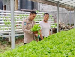 Dukung Ketahanan Pangan, Bhabinkamtibmas Kelurahan Menala Monitoring Kebun Hidroponik Milik Warga