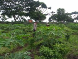 Kolaborasi Polri & Petani, Wujudkan Ketahanan Pangan di Lombok Barat