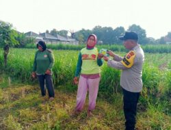 Polsek Labuapi Aktif Dukung Ketahanan Pangan di Lombok Barat