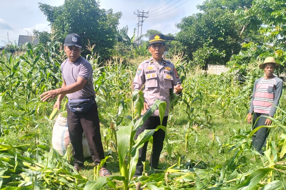 Sinergi Polri dan Petani, Panen Jagung Bersama di Bagik Polak