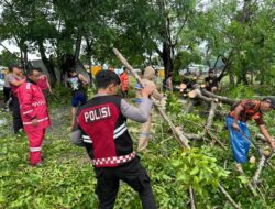 Polres Sumbawa Barat Bersama BPBD Sterilkan Pohon Tumbang di Jalan Raya