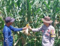 Bhabinkamtibmas Desa Talonang Baru Monitoring Lahan Penanaman Jagung, Warga Berharap Hasil Panen Optimal
