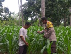 Polsek Kayangan Laksanakan Pengecekan Tanaman Jagung di Lahan Tumpang Sari