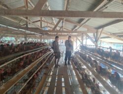 Bhabinkamtibmas Desa Luk Gelar Silaturahmi dan Koordinasi Ke Peternak Ayam Dukung Program Ketahanan Pangan Nasional
