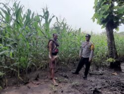 Bhabinkamtibmas Dampingi Petani Jagung, Dukung Program Ketahanan Pangan Nasional