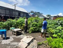 Polri Dukung Ketahanan Pangan, Bhabinkamtibmas Desa Daha Dampingi Warga Tanam Sayuran