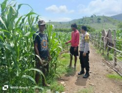 Polsek Hu’u Pantau Pengolahan Lahan Pertanian Dukung Ketahanan Pangan Nasional