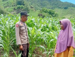 Polsek Dompu Lakukan Pemantauan Lahan Pertanian dalam Mendukung Ketahanan Pangan Nasional