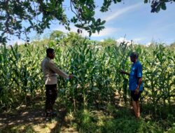 Pemantauan Lahan Pertanian, Polres Polda NTB Dukung Ketahanan Pangan Nasional