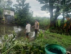 Bhabinkamtibmas Rasabou Pantau Budidaya Ikan Mujair, Dukung Ketahanan Pangan Nasional