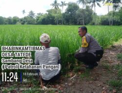 Dukung Program Ketahanan Pangan, Bhabinkamtibmas Tatede Sambangi Sawah Warga