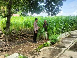 Bhabinkamtibmas O’o Pantau Lahan Jagung dan Beri Motivasi Warga