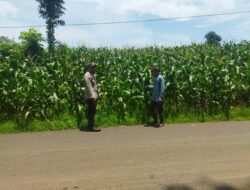 Bhabinkamtibmas Kampasi Meci Sosialisasikan Ketahanan Pangan Nasional