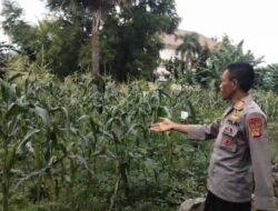 Dukung Ketahanan Pangan, Polsek Rasanae Barat Sulap Lahan Kosong Jadi Kebun Bergizi