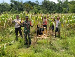 Bhabinkamtibmas Desa Kalimantong Dampingi Panen Jagung Anggota Poktan Pabunga