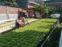 Dukung Ketahanan Pangan, Bhabinkamtibmas Kelurahan Monngonao Monitoring Lahan Pekarangan Bergizi Warga