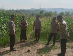 Dukung Ketahanan Pangan, Kapolsek Jereweh Turun ke Lahan Warga Cek Perkembangan Tanaman Jagung
