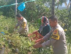 Polsek Tanjung Siap Sambut Lounching Program Ketahanan Pangan Lestari