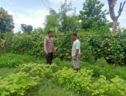 Polsek Hu’u Terus Dorong Ketahanan Pangan, Pantau Lahan Pertanian di Rasabou