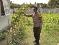 Dukung Ketahanan Pangan Nasional, Bhabinkamtibmas penatoi Cek Progres Tanaman Padi di Kelurahan Binaan