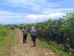 Guna Mendukung Progres Ketahanan Pangan, Bhabinkamtibmas Desa Tatar Kunjungi Kebun Jagung Warga Binaan