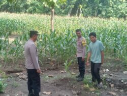 Kapolsek Jereweh Lakukan Pengecekan dan Pengawasan Ketahanan Pangan di Wilayah Hukumnya