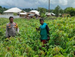 Dukung Ketahanan Pangan, Bhabinkamtibmas Kelurahan Nitu Kontrol Tanaman Pangan
