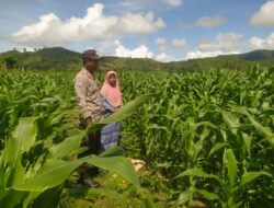 Bhabinkamtibmas Desa Ranggo Monitor Lahan Jagung dalam Program Ketahanan Pangan Nasional
