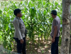 Bhabinkamtibmas Tua Nanga Monitoring Ketahanan Pangan di Desa Binaannya