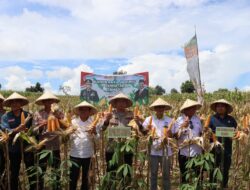 Kapolres Dompu Pimpin Langsung Panen Raya Jagung Serentak 2025: Komitmen Polri dalam Ketahanan Pangan Nasional